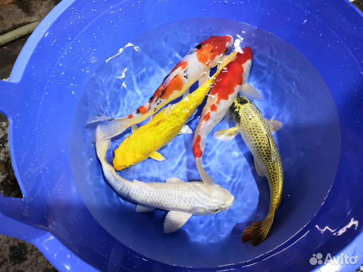 Карп кои карась комета золотая рыбка купить