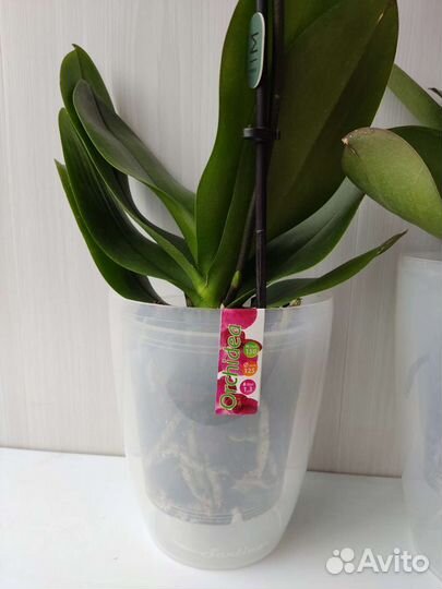 Кашпо для цветов Орхидея