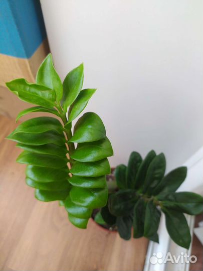 Зимиокулькас разные