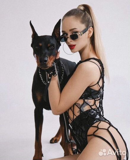 Доберман для фотосессий, съёмок