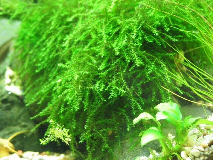 Мох Бабл (Moss sp. Bubble)