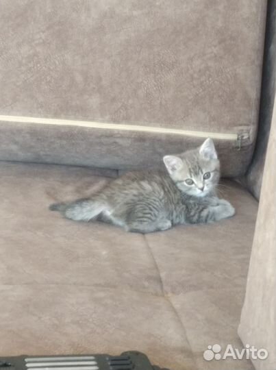 Кошка в дар