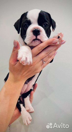 Американский булли микро/покет