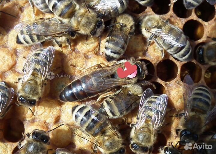 Пчелы матки