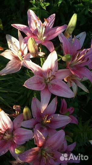 Излишки саженцев