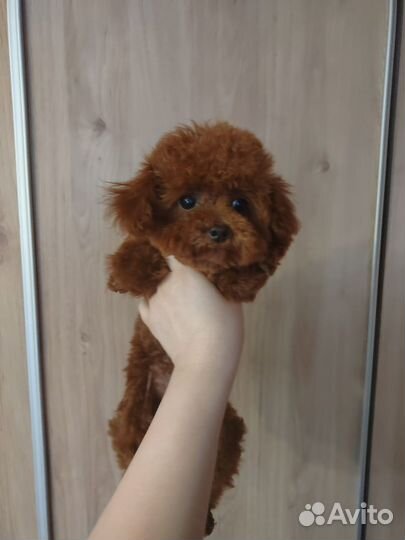 Девочка Тедди пудель привезена из Китая