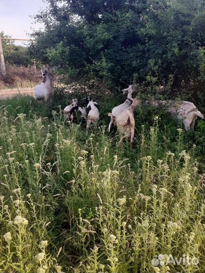 Коза с козлятами