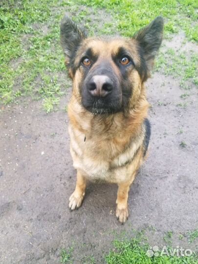 Дрессировка собак, консультация