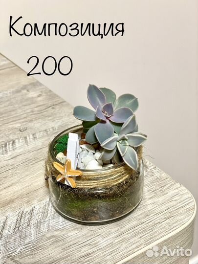 Комнатные растения композиции