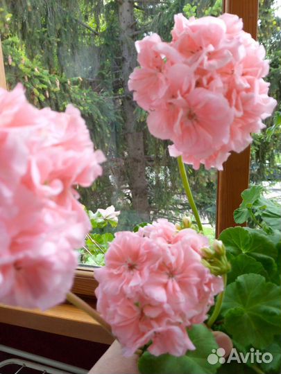 Пеларгония Pac salmon princess