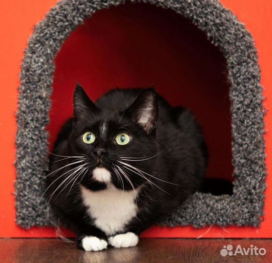 Кот в добрые руки,кошка в дар