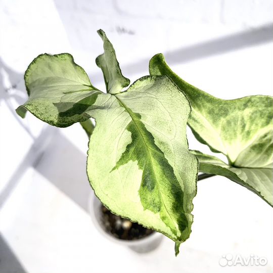 Сингониум 3 короля