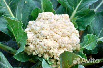 Семена капусты