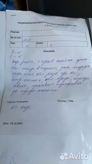 Кобель лабрадора вязка