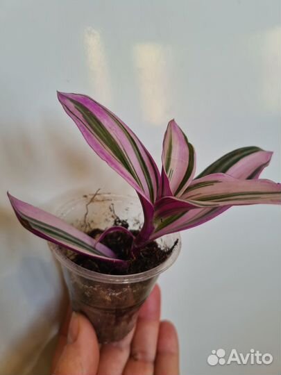 Комнатные цветы. Традесканция, фикус