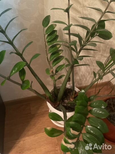 Замиокулькас