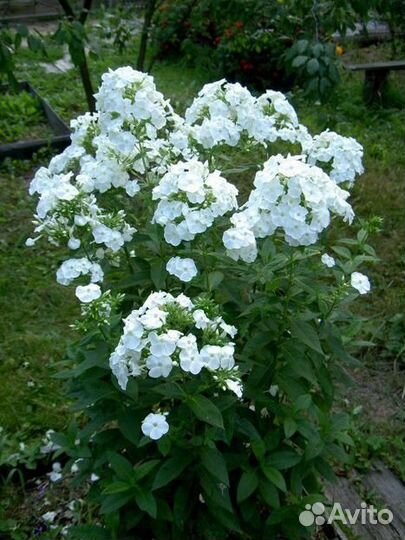 Индийский чеснок,скорцонер,флоксы,василек