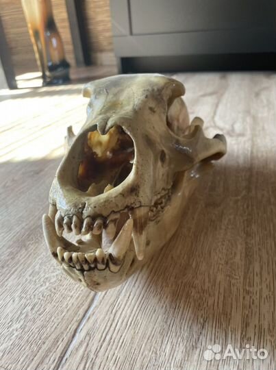 Череп медведя (имитация)