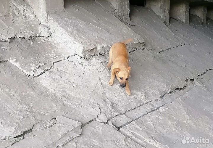 Щенки мальчики