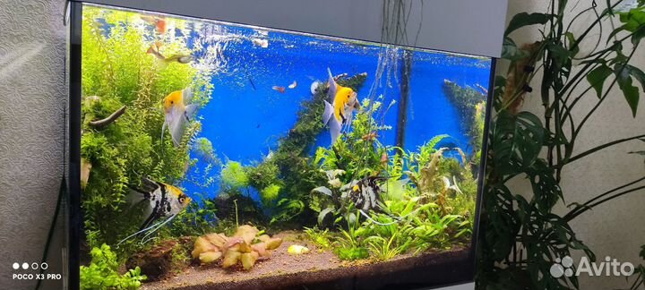 Аквариум с тумбой 80л