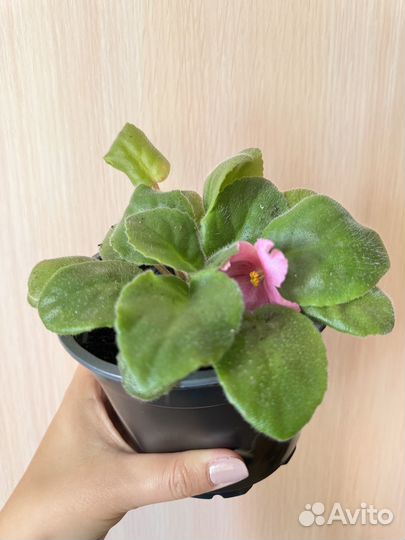 Фиалка цветущая