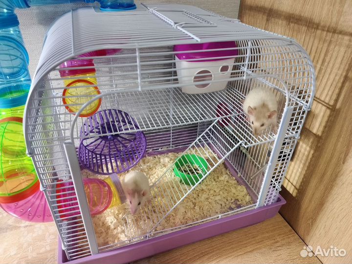 Декоротивные крысята дамбо