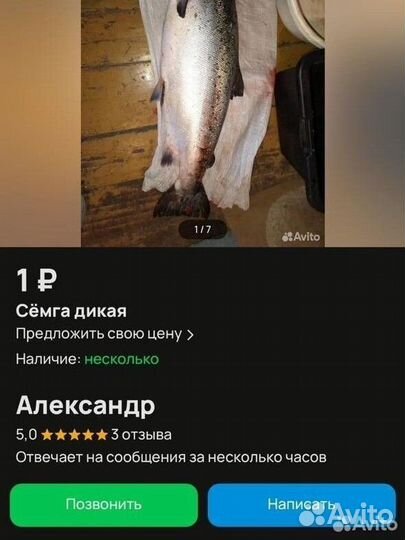 Сёмга-дичка