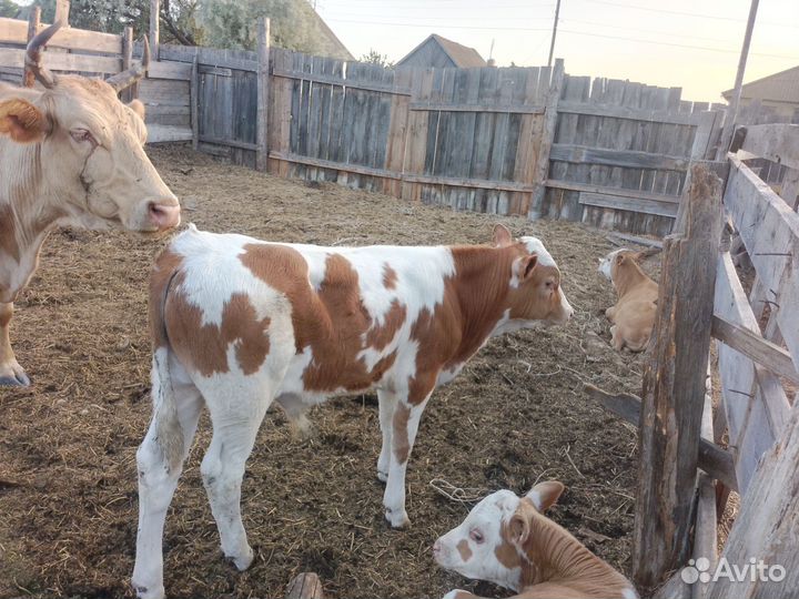 Продам коров и бычков