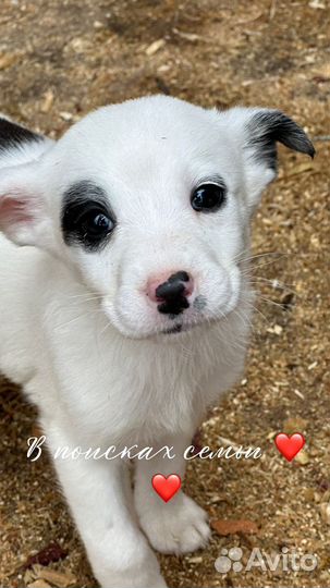 Девочка ищет семью