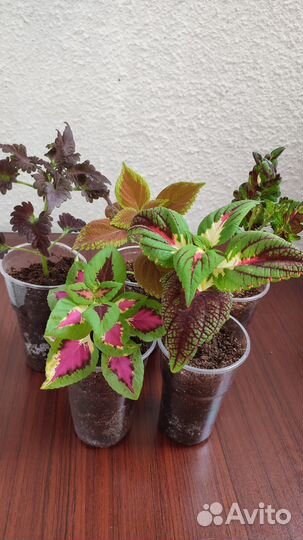 Продам колеусы