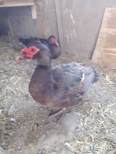 Селезень индоутки