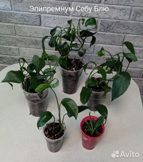 Эпипремнумы сортовые
