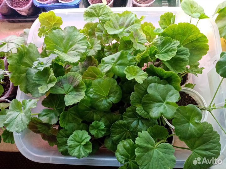 Пеларгония герань сортовая