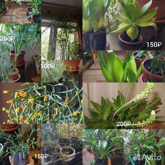 Комнатные растения Монстера Циперус Фикус и др