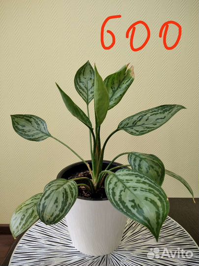 Вечнозеленое растение аглаонема в наличии