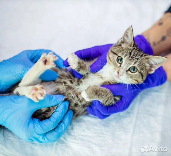 Инфекционный стационар для кошек и щенков (передер