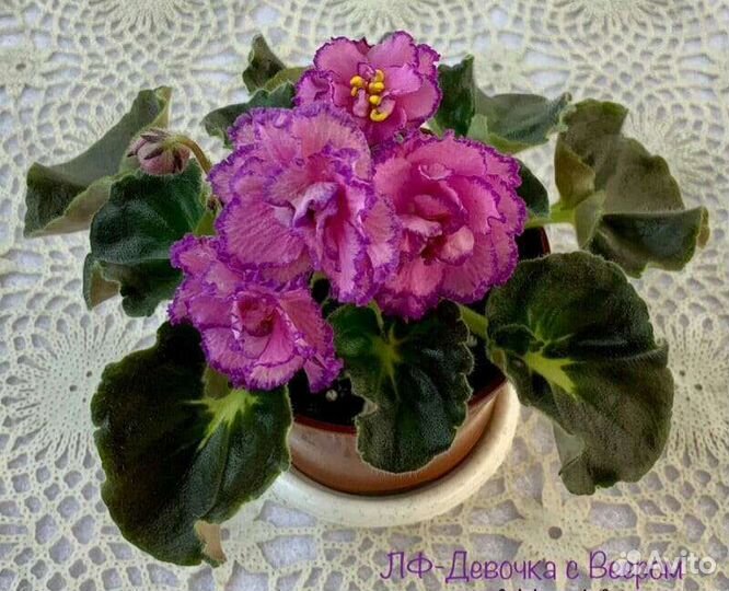 Сортовые фиалки