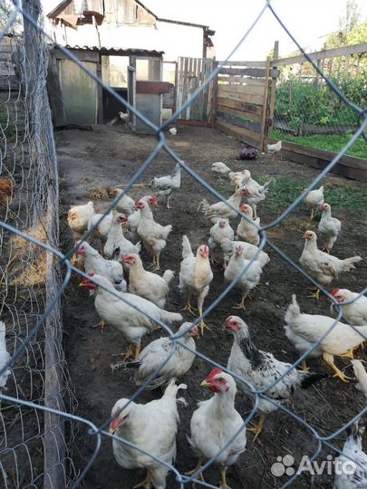 Молодые петухи