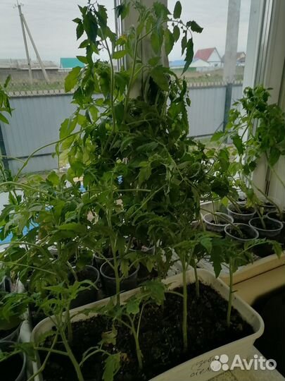 Рассада помидор