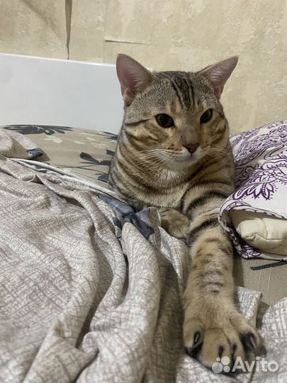 Бенгальский кот вязка