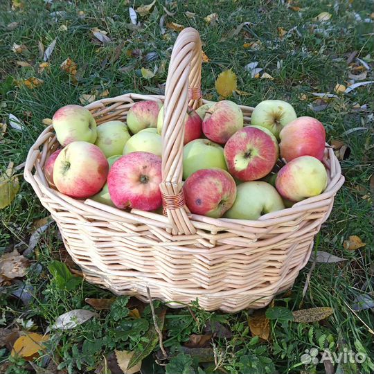 Корзина из натуральной ивы