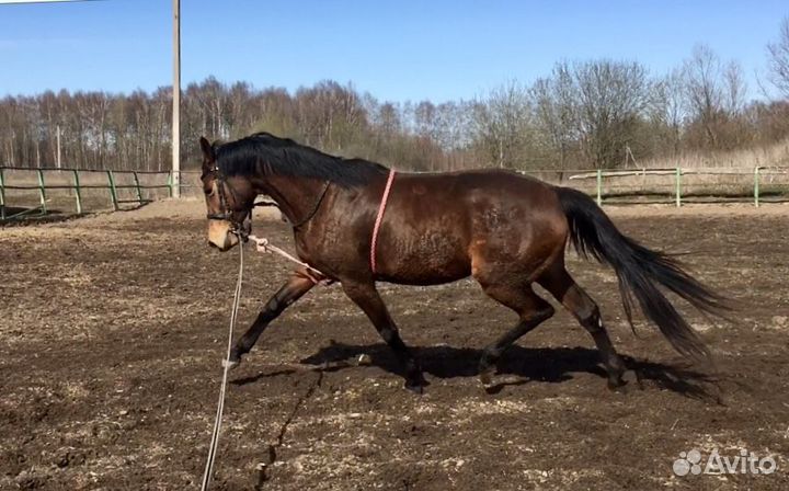 Кобыла 2018 продажа или обмен