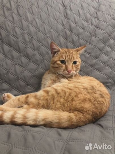 Кот в добрые руки