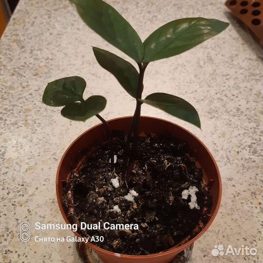 Замиокулькас