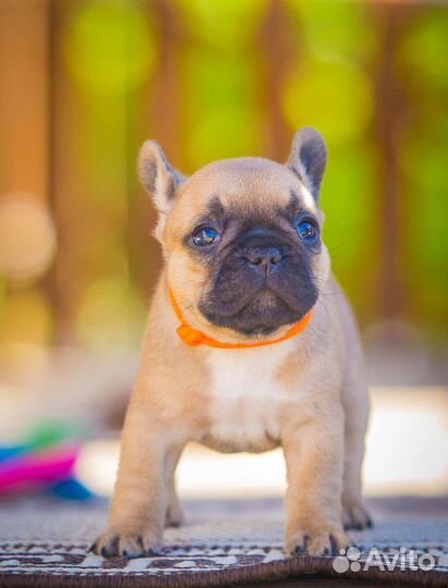 Французский бульдог щенки