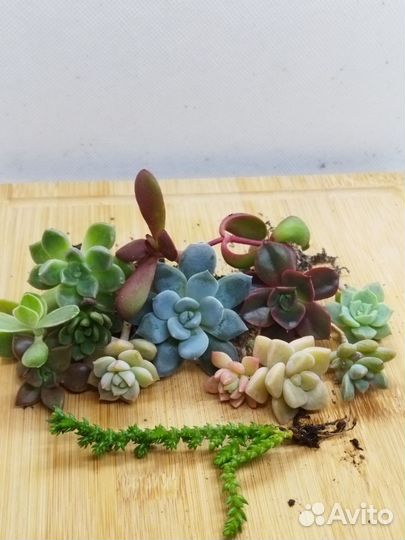 Суккуленты редкие микс