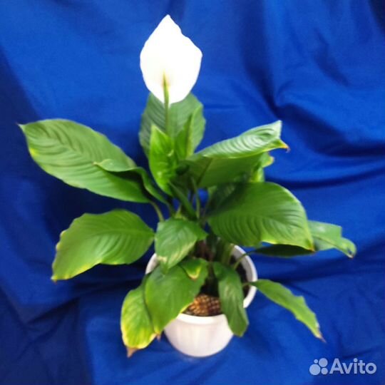 Шефлера, манстера, фикус, спацифилум, хлорафитум