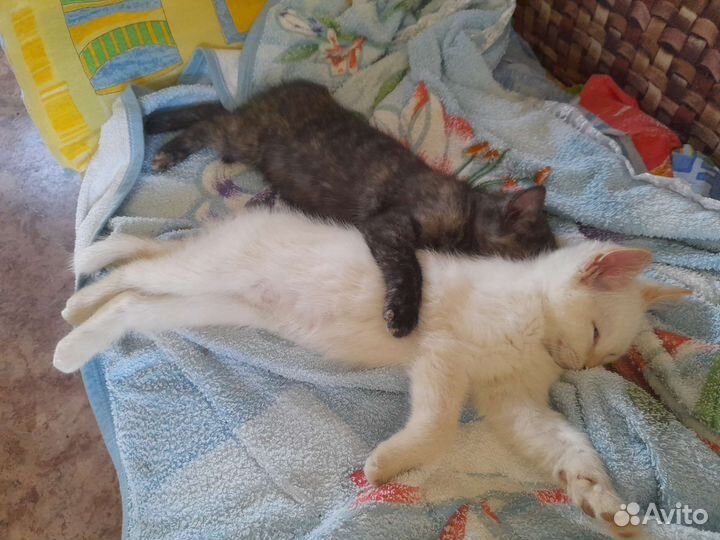 Кошка в дар бесплатно