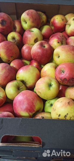 Яблоки свежие на сок сушку уксус варенье