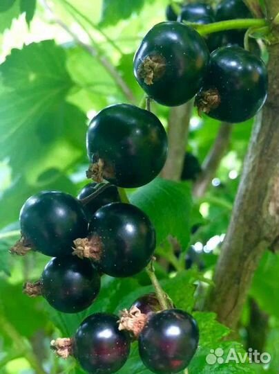 Черная и белая смородина, крыжовник зеленый